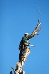 orlando-tree-service Orlando tree service