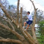 orlando-tree-removal Orlando tree removal