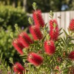 florida bottlebrush tree