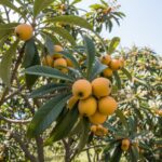 florida loquat tree