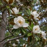 florida magnolia tree
