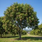 florida mango tree