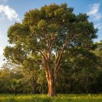 florida mahogony tree
