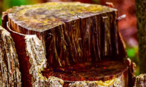 orlando FL stump grinding