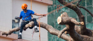 orlando florida tree pruning