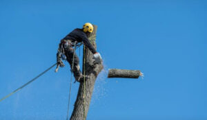 orlando florida tree removal